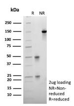 MUC13/Mucin 13 Antibody in SDS-PAGE (SDS-PAGE)