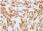 Beta-2 Microglobulin Antibody in Immunohistochemistry (Paraffin) (IHC (P))