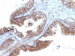 PMEPA1/TMEPAI (Tumor Suppressor Oncoprotein) Antibody in Immunohistochemistry (Paraffin) (IHC (P))