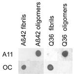 Amyloid Fibrils Antibody in Dot Blot (DB)