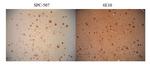 Amyloid Fibrils Antibody in Multiplex Immunohistochemistry (mIHC)