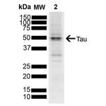 Tau Antibody in Western Blot (WB)