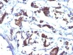 ZFYVE28 (Zinc Finger FYVE-type containing 28) Antibody in Immunohistochemistry (Paraffin) (IHC (P))