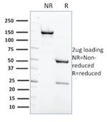 Protein Tyrosine Phosphatase, non-receptor type 6 Antibody in SDS-PAGE (SDS-PAGE)