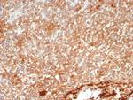 Protein Tyrosine Phosphatase, non-receptor type 6 Monoclonal Antibody (PTPN6/7543)