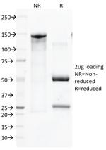 CD45/LCA (Leucocyte Marker) Antibody in SDS-PAGE (SDS-PAGE)