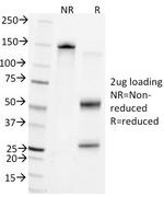 CD45/LCA (Leucocyte Marker) Antibody in SDS-PAGE (SDS-PAGE)