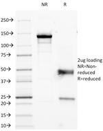 CD45RO (T-Cell Marker) Antibody in SDS-PAGE (SDS-PAGE)