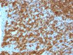 CD45RA (Leucocyte Marker) Antibody in Immunohistochemistry (Paraffin) (IHC (P))
