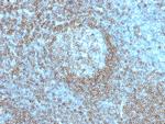 CD45RA (Leukocyte Marker) Antibody in Immunohistochemistry (Paraffin) (IHC (P))