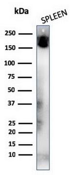 CD45RA (Leukocyte Marker) Antibody in Western Blot (WB)