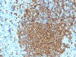 CD45RA (Leukocyte Marker) Antibody in Immunohistochemistry (Paraffin) (IHC (P))