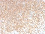 CD45RA Antibody in Immunohistochemistry (Paraffin) (IHC (P))