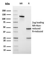 CD45RA Antibody in SDS-PAGE (SDS-PAGE)