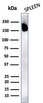 CD45RA Antibody in Western Blot (WB)