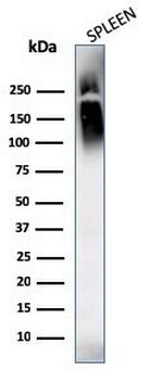 CD45/LCA (Leucocyte Marker) Antibody in Western Blot (WB)