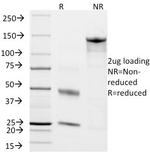 CD45RO Antibody in SDS-PAGE (SDS-PAGE)