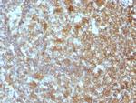 CD45RA (Leucocyte Marker) Antibody in Immunohistochemistry (Paraffin) (IHC (P))