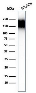 CD45RA (Leucocyte Marker) Antibody in Western Blot (WB)