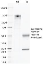 CD45/LCA (Leucocyte Marker) Antibody in SDS-PAGE (SDS-PAGE)