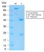 CD45/LCA Antibody in SDS-PAGE (SDS-PAGE)