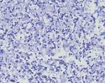 CD45RA/LCA (B-Cell Marker) Antibody in Immunohistochemistry (Paraffin) (IHC (P))