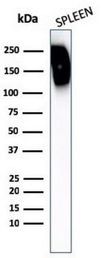CD45RB (B-Cell Marker) Antibody in Western Blot (WB)