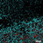 CD4 Antibody in Immunohistochemistry (IHC)