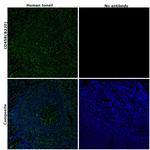 CD45R (B220) Monoclonal Antibody (RA3-6B2), Alexa Fluor™ 532, eBioscience™