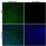 CD45 Monoclonal Antibody (HI30), Alexa Fluor™ 532, eBioscience™
