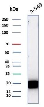 Bax (Apoptosis Marker) Antibody in Western Blot (WB)