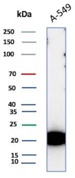 Bax (Apoptosis Marker) Antibody in Western Blot (WB)