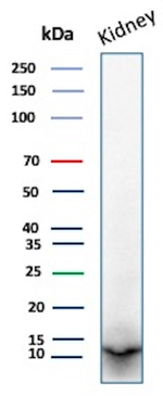 Parvalbumin/PVALB Antibody in Western Blot (WB)