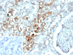 Parvalbumin/PVALB Recombinant Rabbit Monoclonal Antibody (PVALB/12610R)