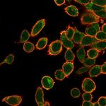 OVOL2/CRE-BPa Monoclonal Antibody (PCRP-OVOL2-2A1)