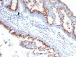 OVOL2/CRE-Bpa Antibody in Immunohistochemistry (Paraffin) (IHC (P))