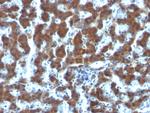 Retinol Binding Protein-1 (RBP1) Monoclonal Antibody (G4E4)