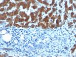 Retinol Binding Protein (RBP) Antibody in Immunohistochemistry (Paraffin) (IHC (P))