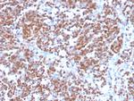Cyclin D1 Recombinant Rabbit Monoclonal Antibody (CCND1, 3370R)