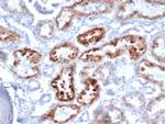 RBP4/Retinol Binding Protein 4 Antibody in Immunohistochemistry (Paraffin) (IHC (P))