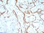 RET Proto-oncogene Antibody in Immunohistochemistry (Paraffin) (IHC (P))