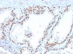 RET Proto-oncogene Antibody in Immunohistochemistry (Paraffin) (IHC (P))