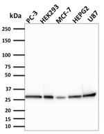 BCL2-like 2 Monoclonal Antibody (CPTC-BCL2L2-2)