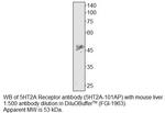 5HT2A Receptor Polyclonal Antibody