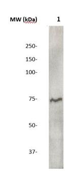 Phospho-PAK4 (Ser474) Antibody in Western Blot (WB)