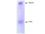 Apolipoprotein A-I Antibody in Western Blot (WB)