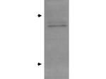 Apolipoprotein E Polyclonal Antibody
