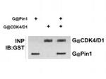 GST Antibody in Immunoprecipitation (IP)