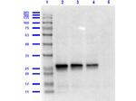 GST Antibody in Western Blot (WB)