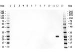 GST Antibody in Western Blot (WB)